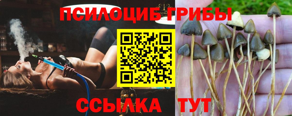 Сокол  Галлюциногенные грибы Magic Shrooms  Псилоцибиновые грибы ЛСД  Вход с VPN 